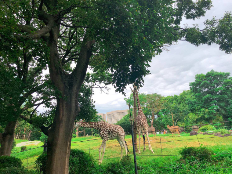 天王寺動物園 キリン