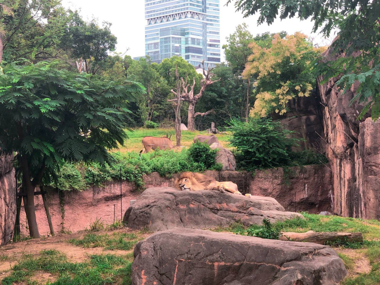 天王寺動物園 ライオン