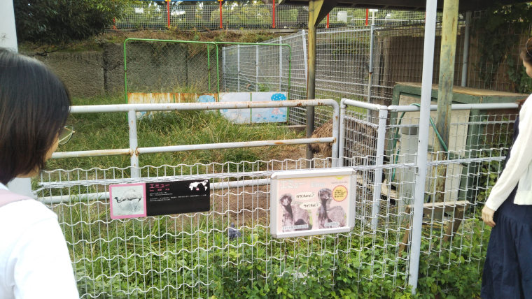 天王寺動物園 エミュー