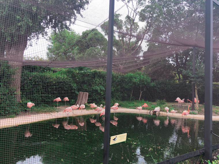 天王寺動物園 フラミンゴ