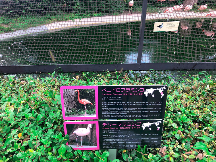 天王寺動物園 フラミンゴ 看板