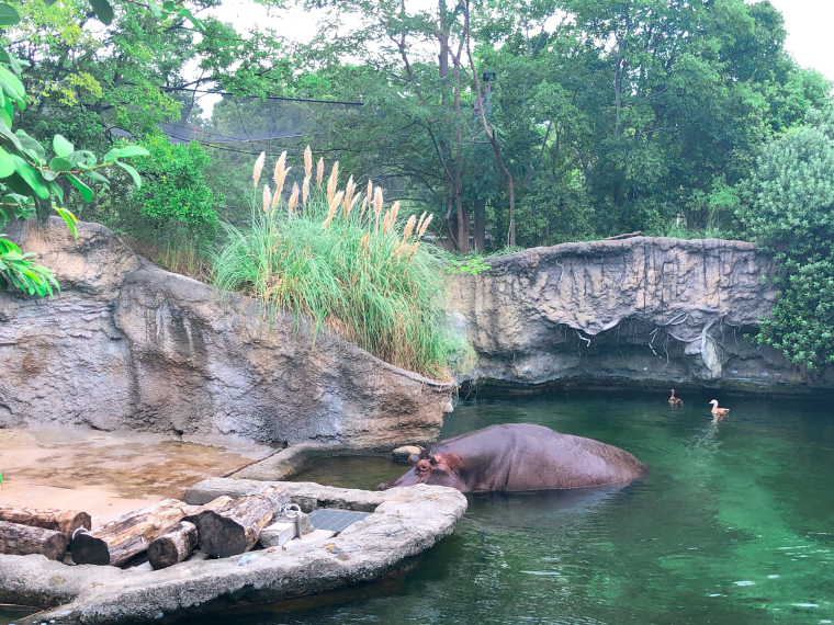 天王寺動物園 カバ