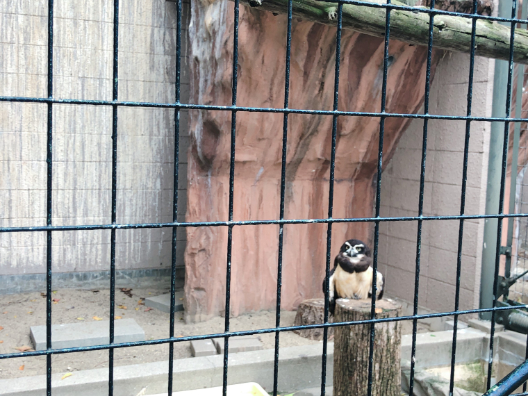 天王寺動物園 フクロウ