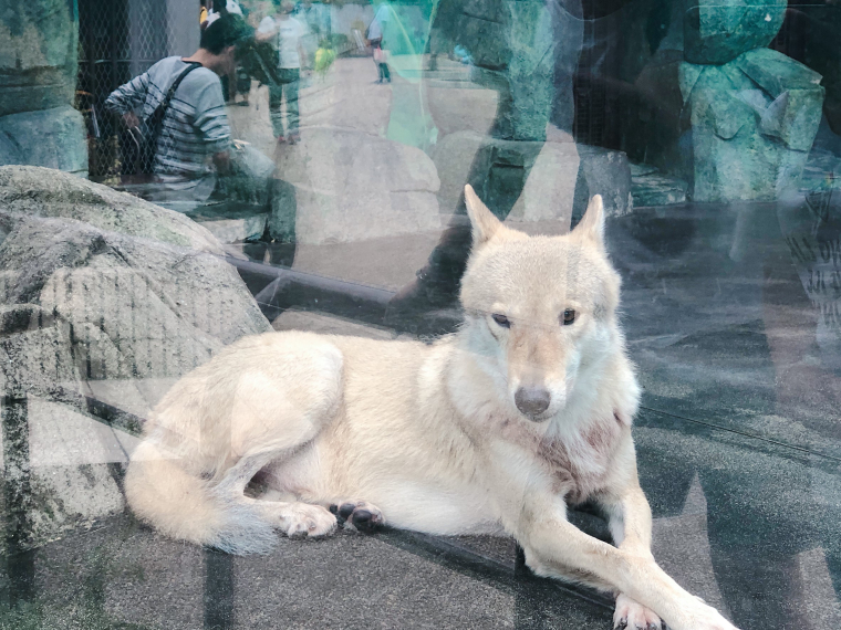 天王寺動物園 チュウゴクオオカミ