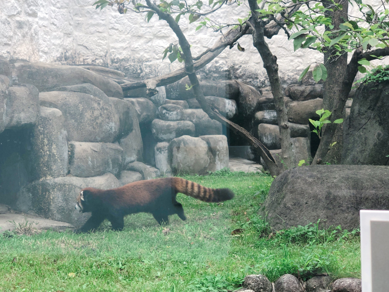 天王寺動物園 レッサーパンダ
