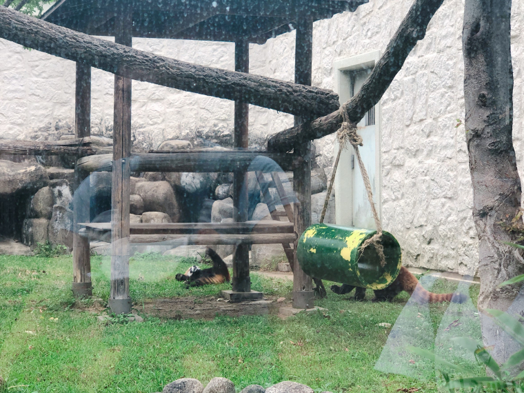天王寺動物園 レッサーパンダ2