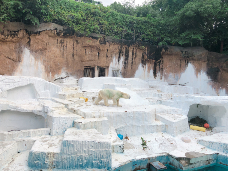 天王寺動物園 シロクマ